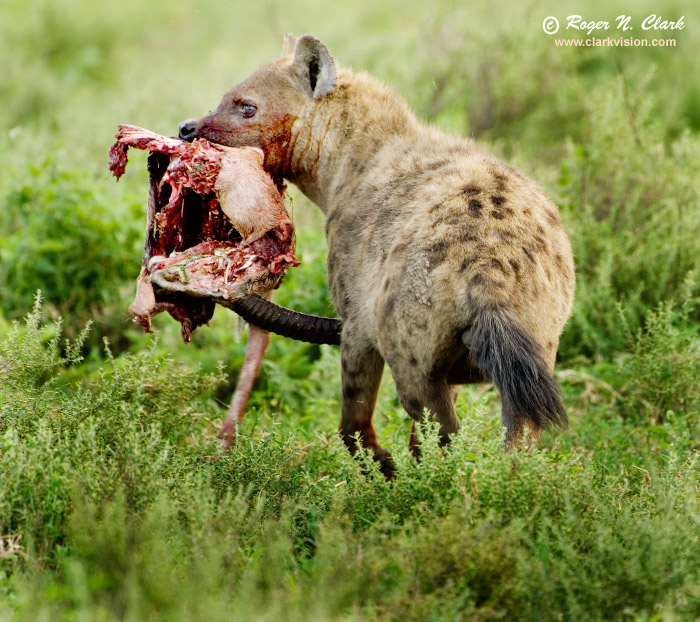 image spotted.hyena.c01.19.2007.JZ3F8039b-700.jpg is Copyrighted by Roger N. Clark, www.clarkvision.com
