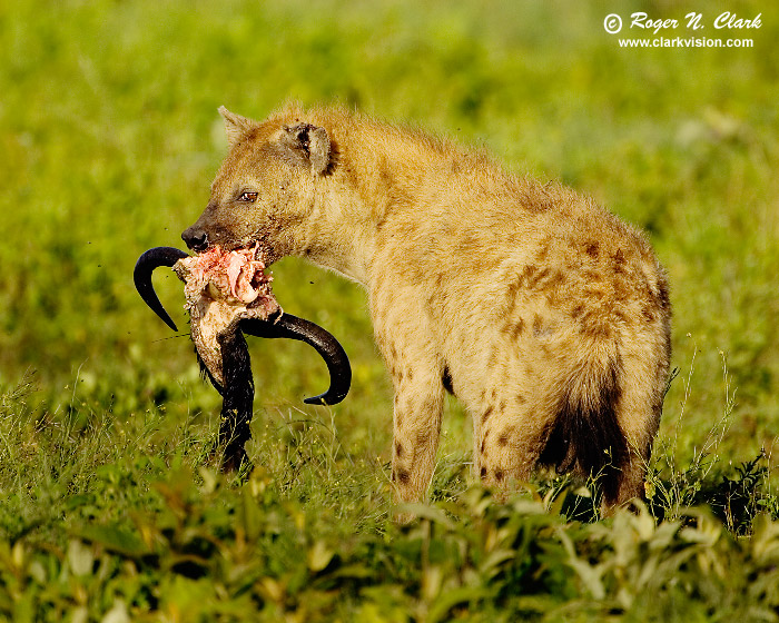 image spotted.hyena.c01.26.2007.JZ3F2352b-700.jpg is Copyrighted by Roger N. Clark, www.clarkvision.com