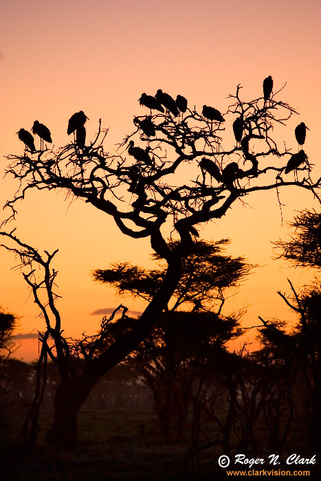 image stork_tree_sunrise.c01.23.2007.JZ3F0125b-700.jpg is Copyrighted by Roger N. Clark, www.clarkvision.com