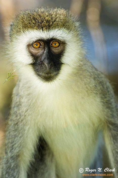 image vervet.monkey.c01.18.2007.JZ3F7230b-700.jpg is Copyrighted by Roger N. Clark, www.clarkvision.com