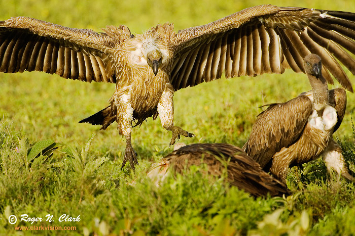 image vulture.c01.26.2007.JZ3F2344b-700.jpg is Copyrighted by Roger N. Clark, www.clarkvision.com