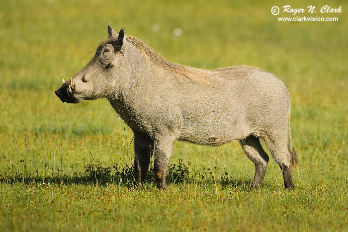 image warthog.c01.28.2007.JZ3F3635b-700.jpg is Copyrighted by Roger N. Clark, www.clarkvision.com