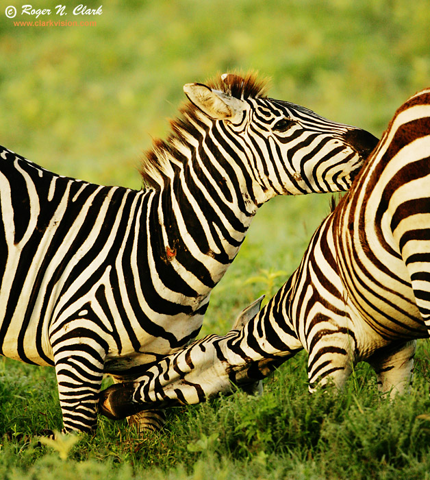 image zebra-fight.c01.28.2007.JZ3F3410b-700.jpg is Copyrighted by Roger N. Clark, www.clarkvision.com