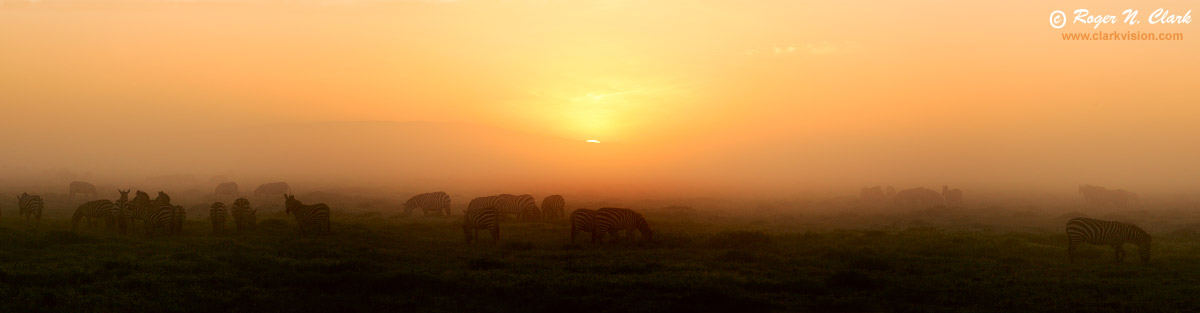 image zebra.sunrise.c01.23.2007.JZ3F0891-6c-1200.jpg is Copyrighted by Roger N. Clark, www.clarkvision.com