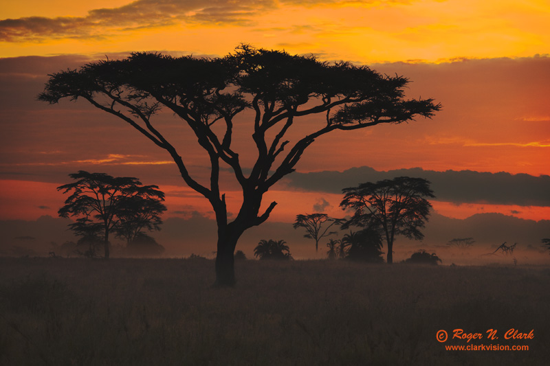 image foggy.serengeti.sunrise.c01.21.2009._mg_0861.c-800.jpg is Copyrighted by Roger N. Clark, www.clarkvision.com