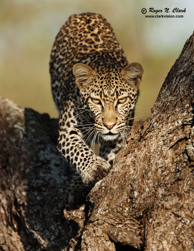 image leopard.c01.23.2009._mg_1791.c-800.jpg is Copyrighted by Roger N. Clark, www.clarkvision.com