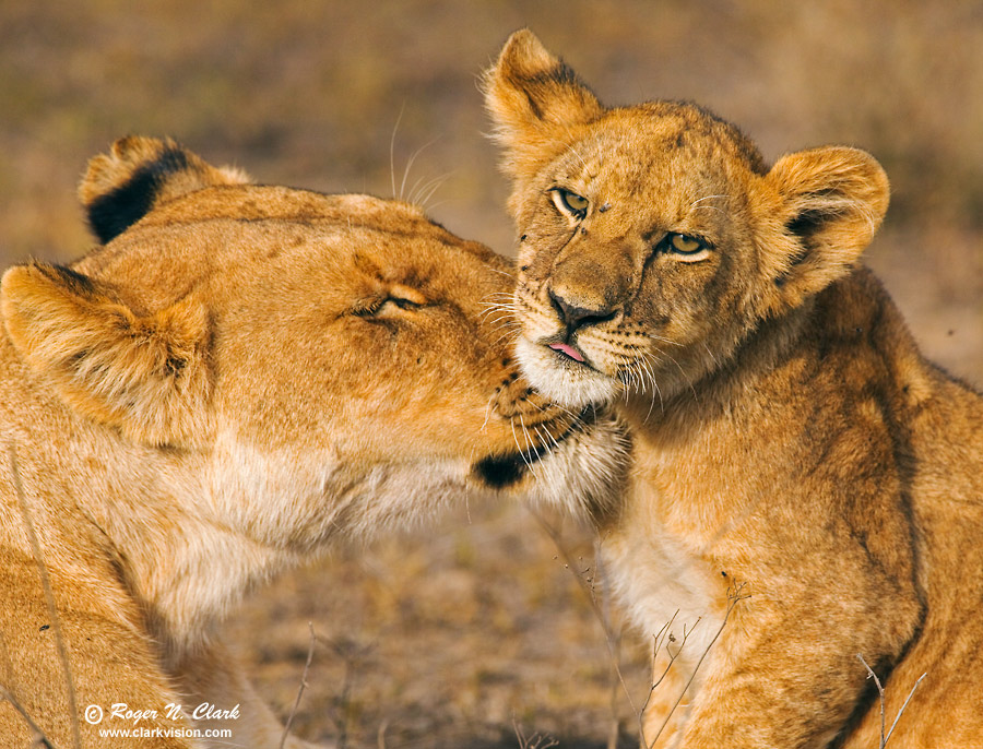 image lion.mother.cub.love.c01.21.2009._mg_1134.c-900.jpg is Copyrighted by Roger N. Clark, www.clarkvision.com