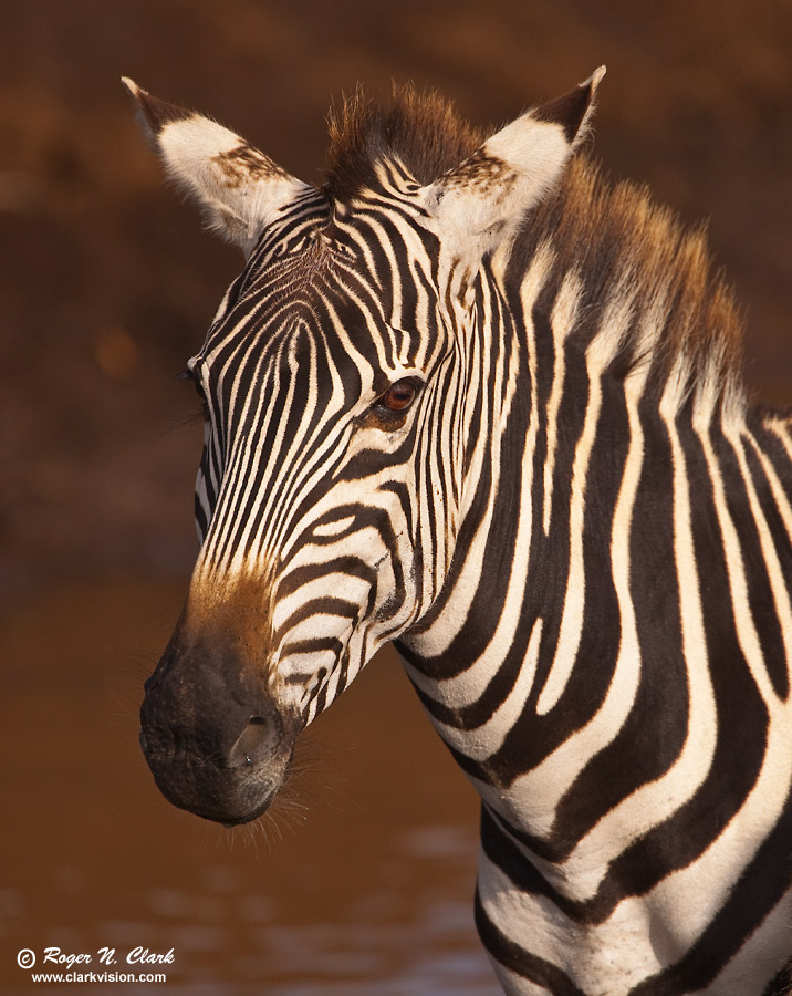image zebra.c01.26.2009_mg_3026.c-900.jpg is Copyrighted by Roger N. Clark, www.clarkvision.com