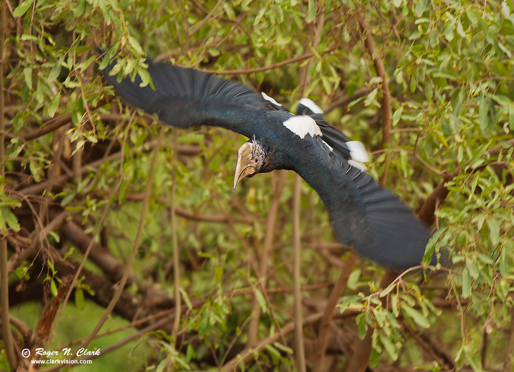 image crowned.hornbill.c02.17.2011.c45i1087.d-1024.jpg is Copyrighted by Roger N. Clark, www.clarkvision.com