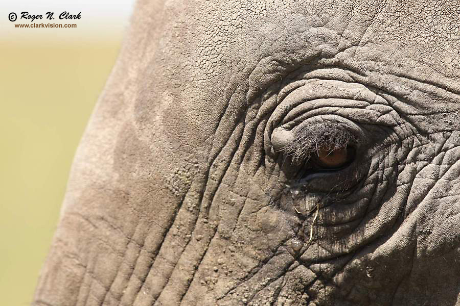 image elephant.eye.c02.23.2011.C45I5669.jpg is Copyrighted by Roger N. Clark, www.clarkvision.com