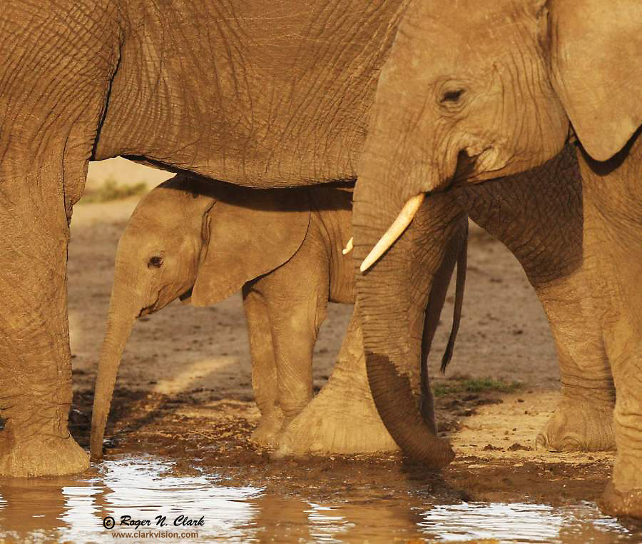 image elephants.c02.19.2011.C45I2850.b.jpg is Copyrighted by Roger N. Clark, www.clarkvision.com