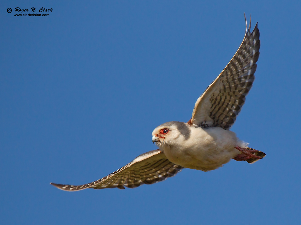 image pygmy.falcon.c02.25.2011.c45i6660.e-1024.jpg is Copyrighted by Roger N. Clark, www.clarkvision.com