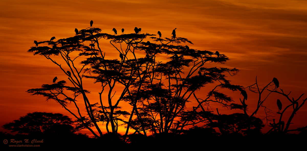 image serengeti.sunrise.trees.and.birds.c02.24.2011.c45i5745-63.d-1200.jpg is Copyrighted by Roger N. Clark, www.clarkvision.com