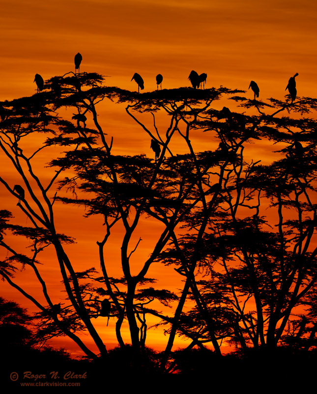 image serengeti.sunrise.trees.and.birds.c02.24.2011.c45i5745-63.d-crop1-800.jpg is Copyrighted by Roger N. Clark, www.clarkvision.com