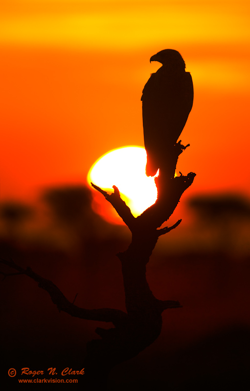 image tawny.eagle.sunrise.c02.21.2011.c45i3744.c-800.jpg is Copyrighted by Roger N. Clark, www.clarkvision.com