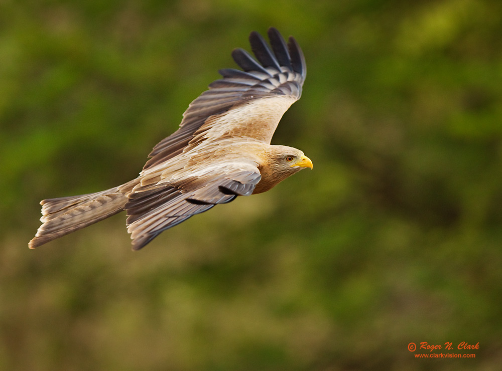 image yellow.billed.kite.c02.18.2011.c45i1681.b-1000.jpg is Copyrighted by Roger N. Clark, www.clarkvision.com