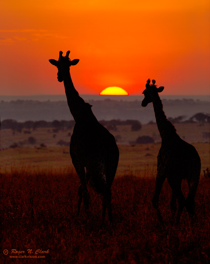 image giraffe.serengeti.sunrise.c08.06.2012.C45I1329.c-900v.jpg is Copyrighted by Roger N. Clark, www.clarkvision.com