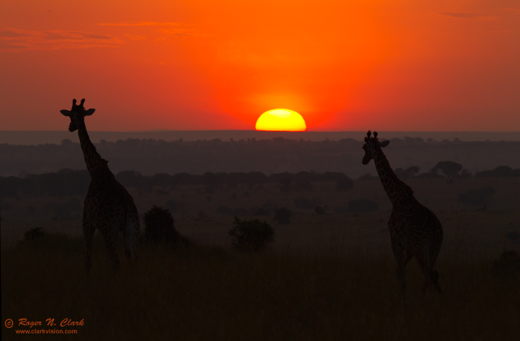 giraffe sunrise