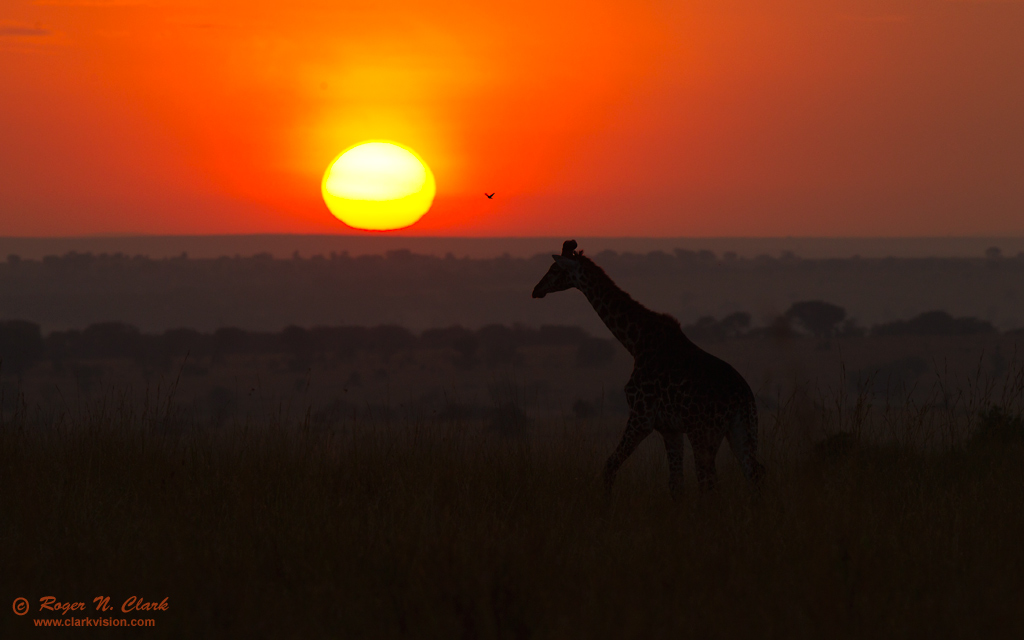 giraffe sunrise