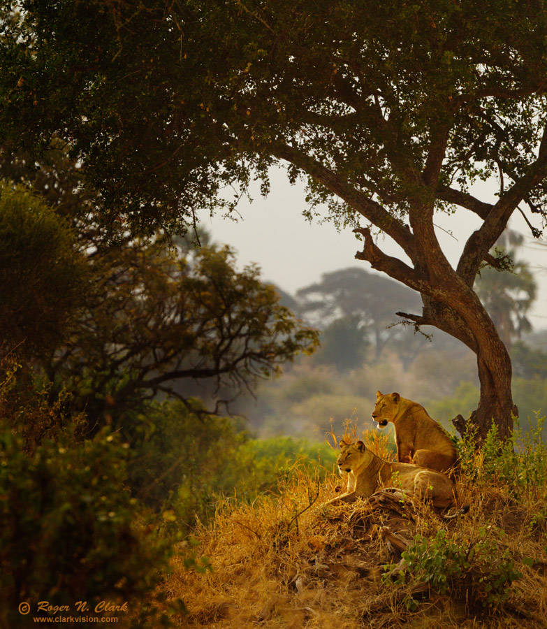 image lion.pastel.scenic.c08.14.2012.C45I8905.e-900.jpg is Copyrighted by Roger N. Clark, www.clarkvision.com