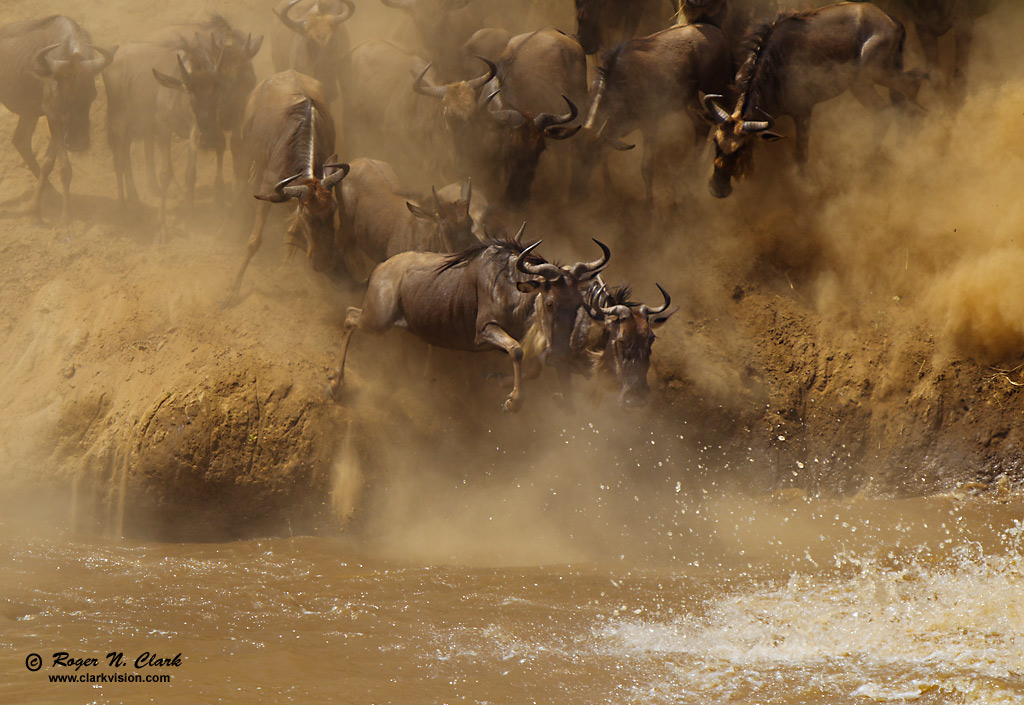 image wildebeest.at.mara.river.c08.06.2012.C45I1660.c-1024.jpg is Copyrighted by Roger N. Clark, www.clarkvision.com