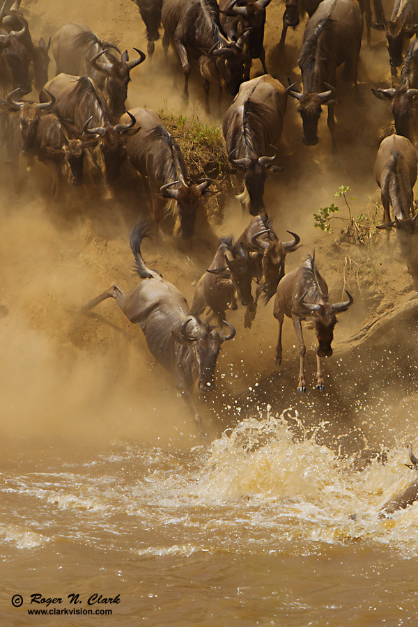 image wildebeest.at.mara.river.c08.06.2012.C45I1692.b-900v.jpg is Copyrighted by Roger N. Clark, www.clarkvision.com