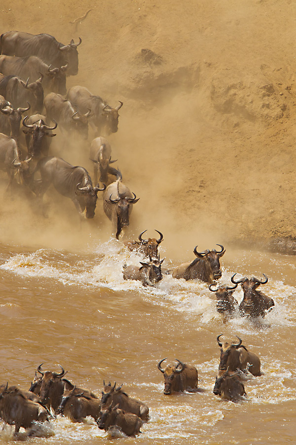 image wildebeest.at.mara.river.c08.06.2012.C45I1770.b-900v.jpg is Copyrighted by Roger N. Clark, www.clarkvision.com