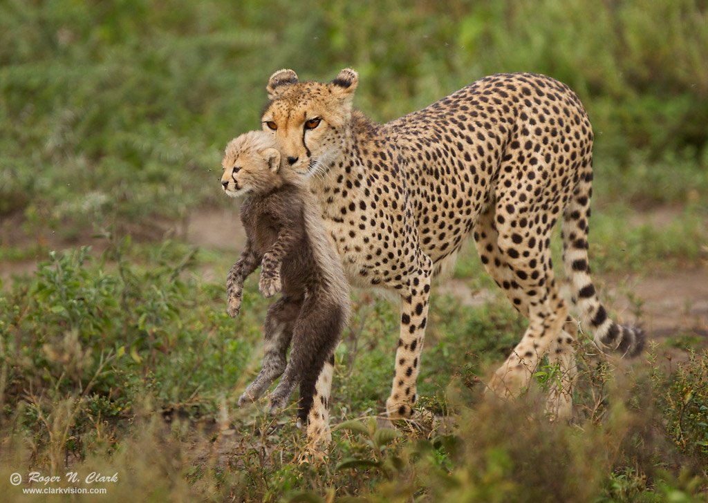 cheetah cubs and mother