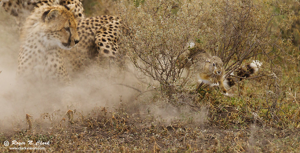 image cheetah.chase..c02.12.2013.C45I0638.b-1024.jpg is Copyrighted by Roger N. Clark, www.clarkvision.com