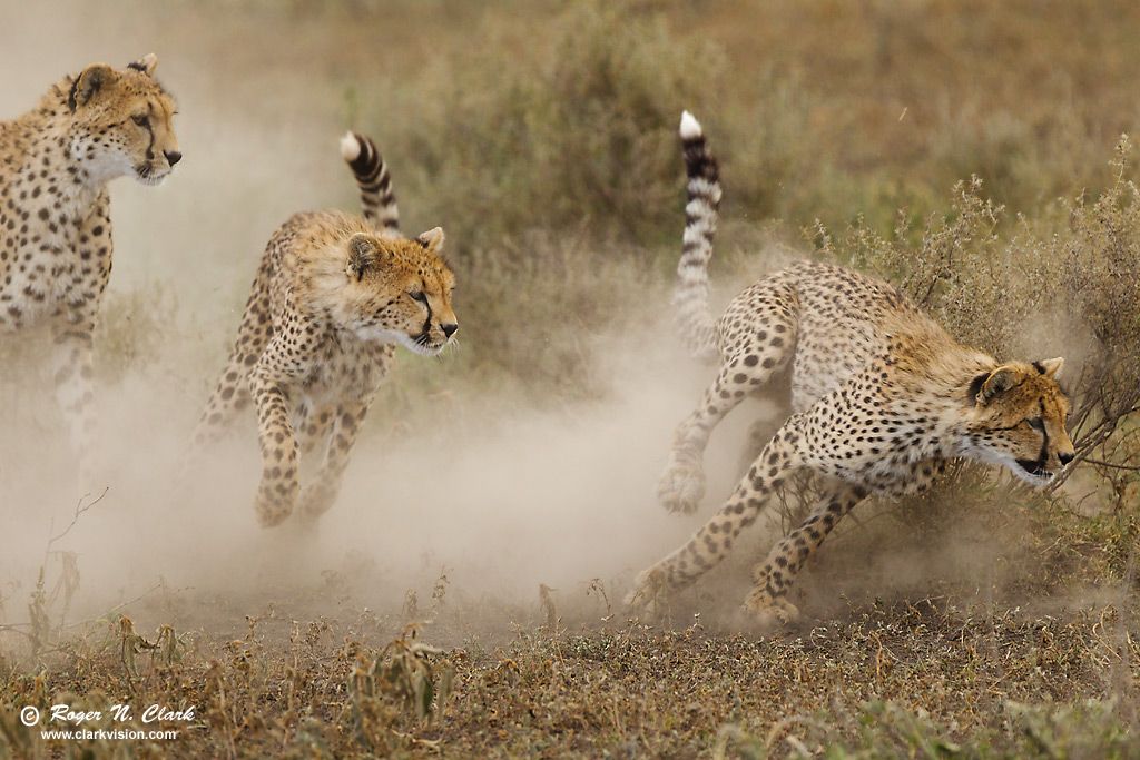 image cheetah.chase..c02.12.2013.C45I0639.b-1024.jpg is Copyrighted by Roger N. Clark, www.clarkvision.com