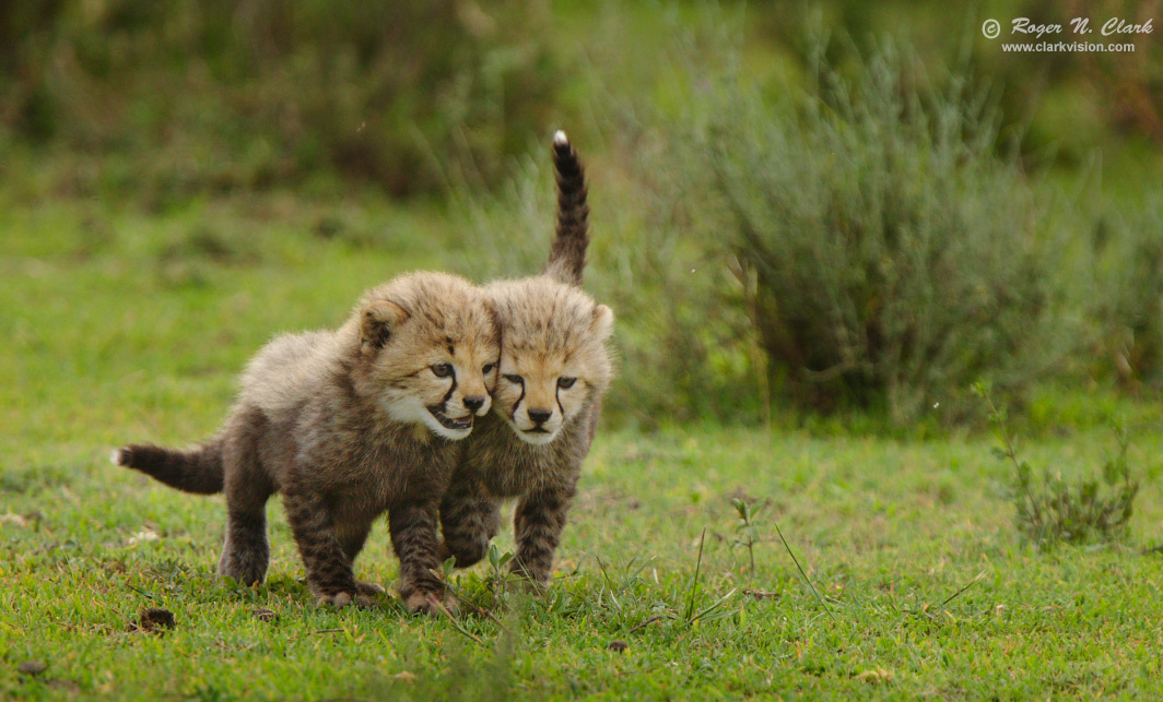 image cheetah.cubs.c02.14.2013.C45I2237dt.d-1024s.jpg is Copyrighted by Roger N. Clark, www.clarkvision.com