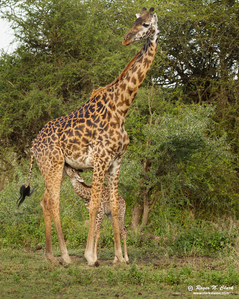 image giraffe.suckling.c02.22.2013.C45I7485.b-1024v.jpg is Copyrighted by Roger N. Clark, www.clarkvision.com