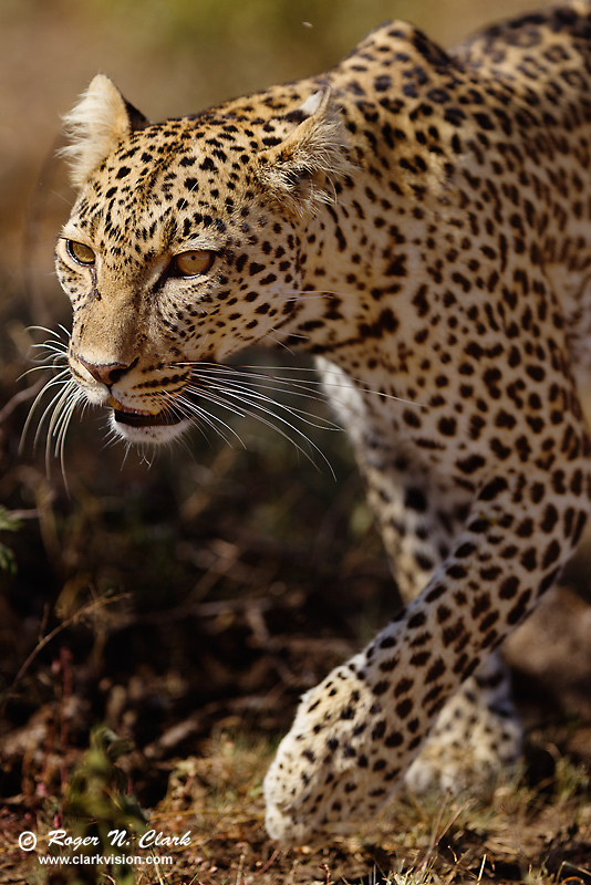 image leopard.c02.13.2013.C45I1289.b-800v.jpg is Copyrighted by Roger N. Clark, www.clarkvision.com