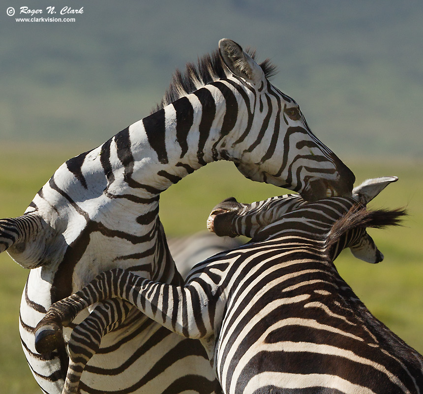 image zebra.fight.c02.19.2013.C45I5607.b-800v.jpg is Copyrighted by Roger N. Clark, www.clarkvision.com