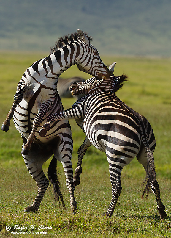 image zebra.fight.c02.19.2013.C45I5608.c-800v.jpg is Copyrighted by Roger N. Clark, www.clarkvision.com