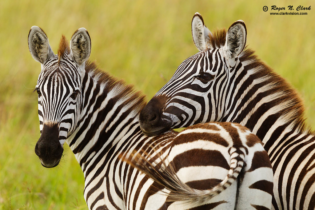 ClarkVision Photograph - Zebra Friends #4041