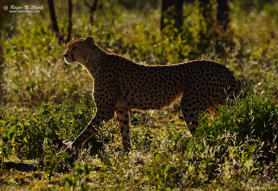 image cheetah.mom.hunting,c02.20.2015.0J6A4685_c-1100s.jpg is Copyrighted by Roger N. Clark, www.clarkvision.com