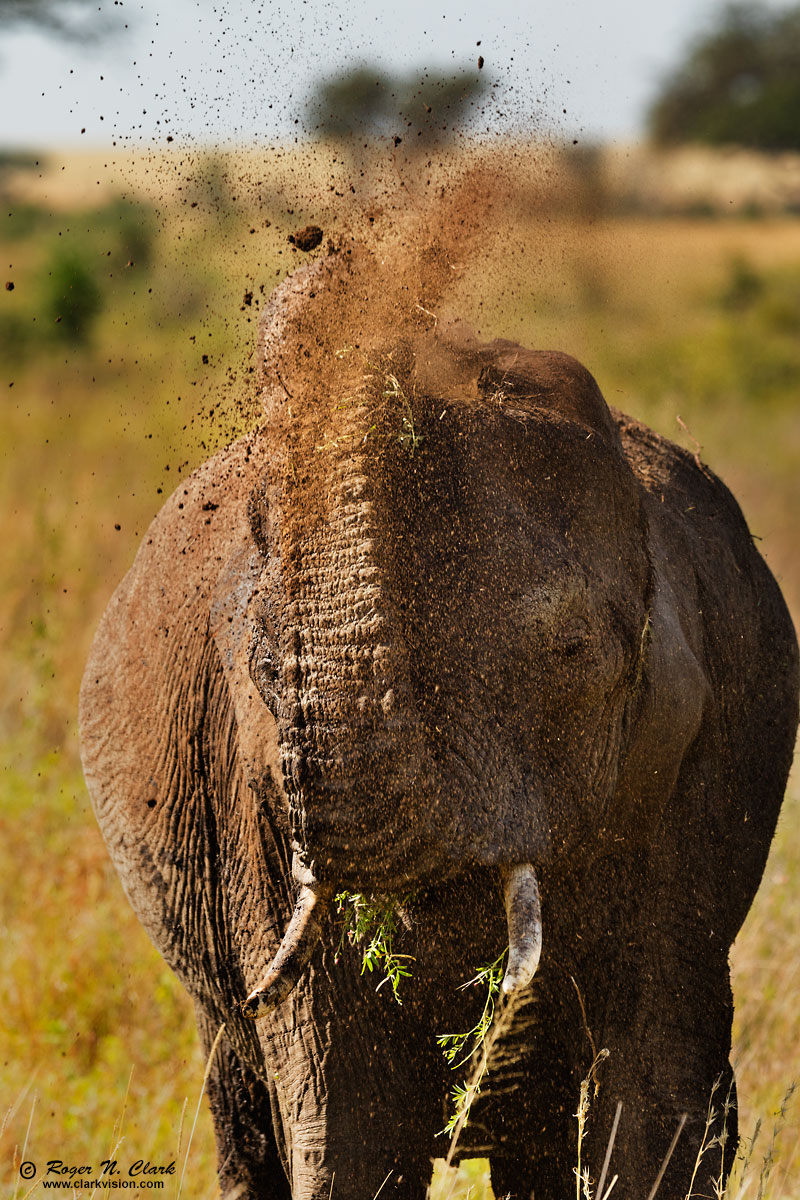 image elephant.c02.23.2015.0J6A7296_e-1200s.jpg is Copyrighted by Roger N. Clark, www.clarkvision.com