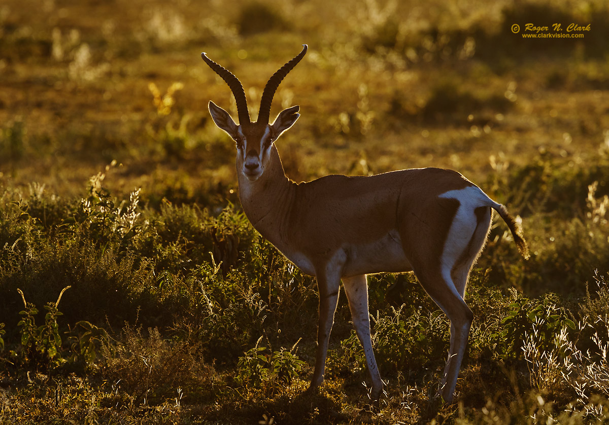 image grants-gazelle.c02.19.2015.0J6A3839-40_k-1200s.jpg is Copyrighted by Roger N. Clark, www.clarkvision.com