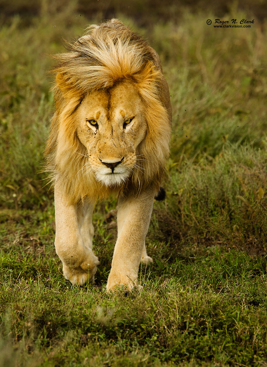 ClarkVision Photograph - Approaching Lion