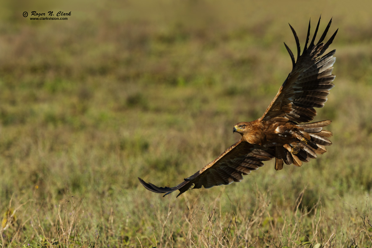 image tawny.eagle.c02.19.2015.0J6A3933_b-1200s.jpg is Copyrighted by Roger N. Clark, www.clarkvision.com