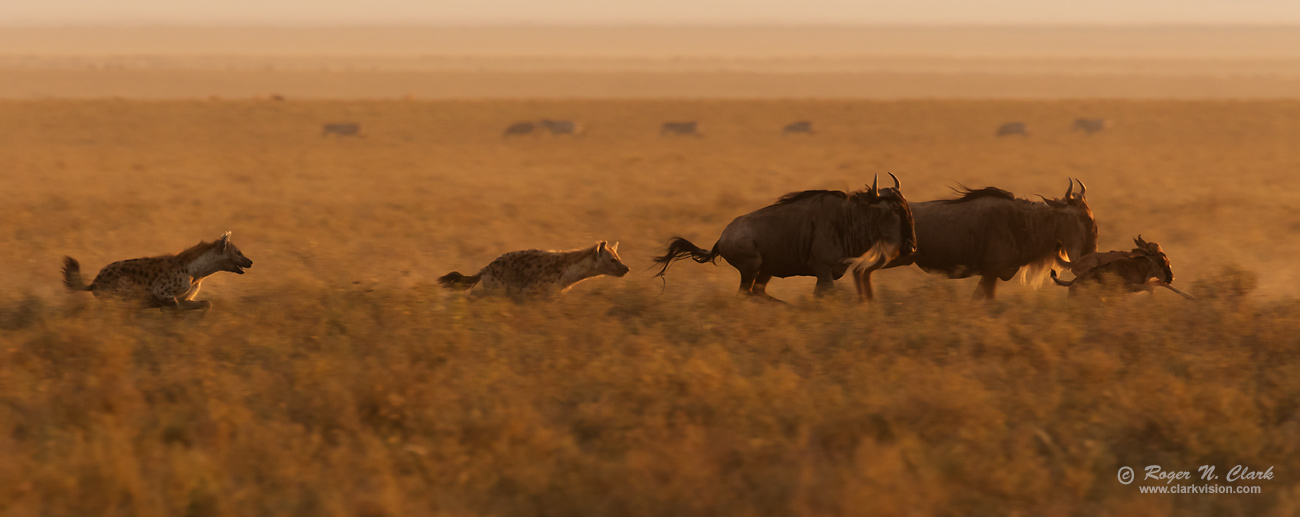 image hyena-chasing-wildebeest.0J6A5629.b-1300s.jpg is Copyrighted by Roger N. Clark, www.clarkvision.com
