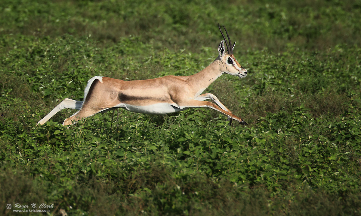 image leaping-gazelle-c02-18-2024-0U3A1587-c-1200s.jpg is Copyrighted by Roger N. Clark, www.clarkvision.com