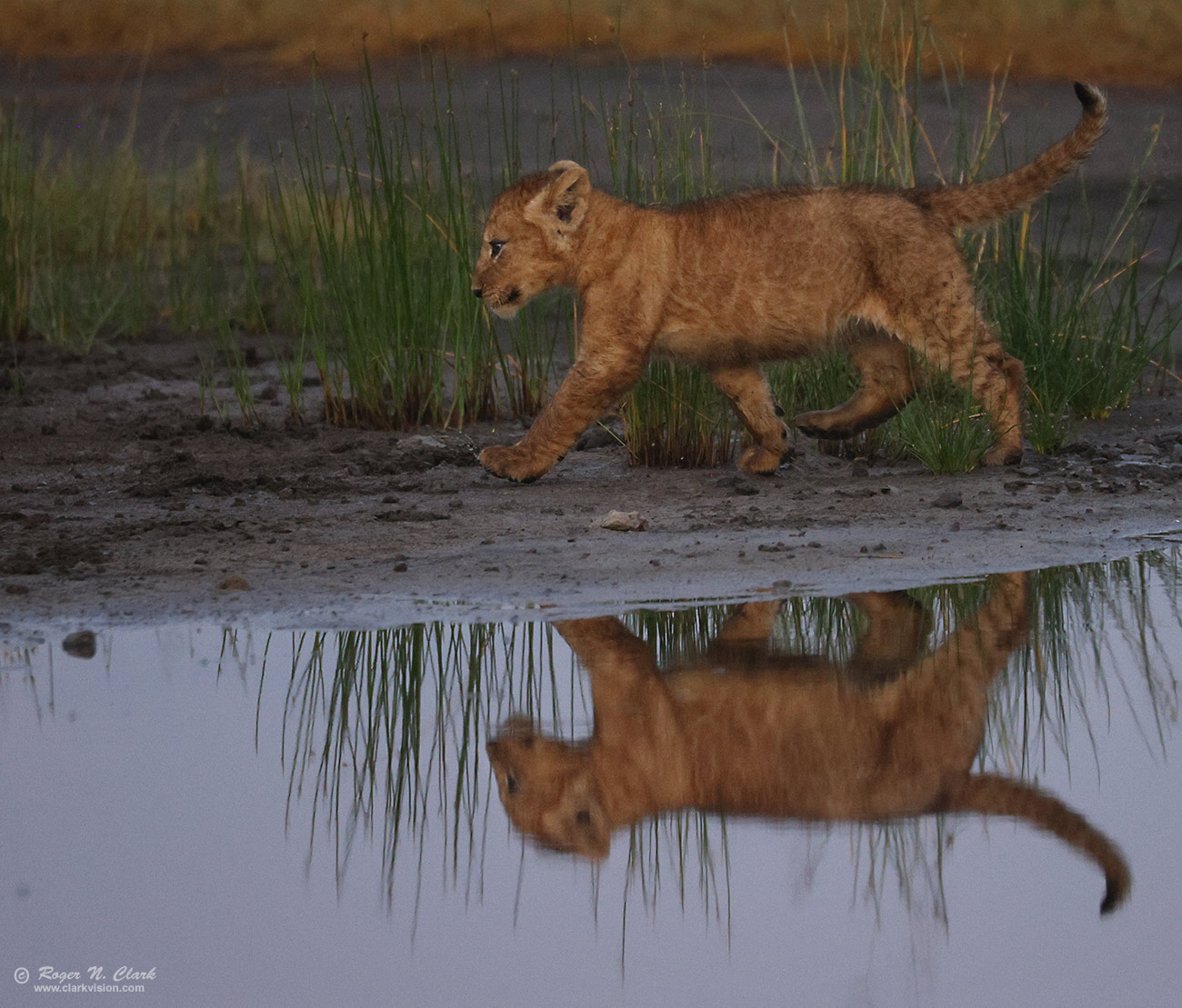 image lion-cub-running-reflection-c02-20-2024-4C3A1804-b-1300s.jpg is Copyrighted by Roger N. Clark, www.clarkvision.com