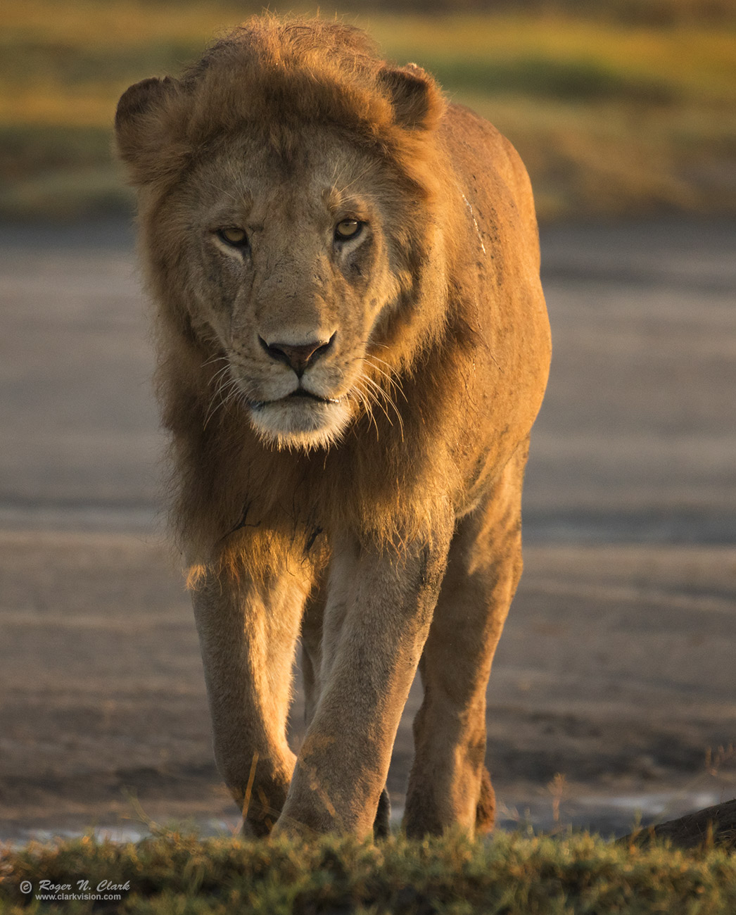 image male-lion-approaching-c02-16-2024-0U3A0590.b-1300s.jpg is Copyrighted by Roger N. Clark, www.clarkvision.com