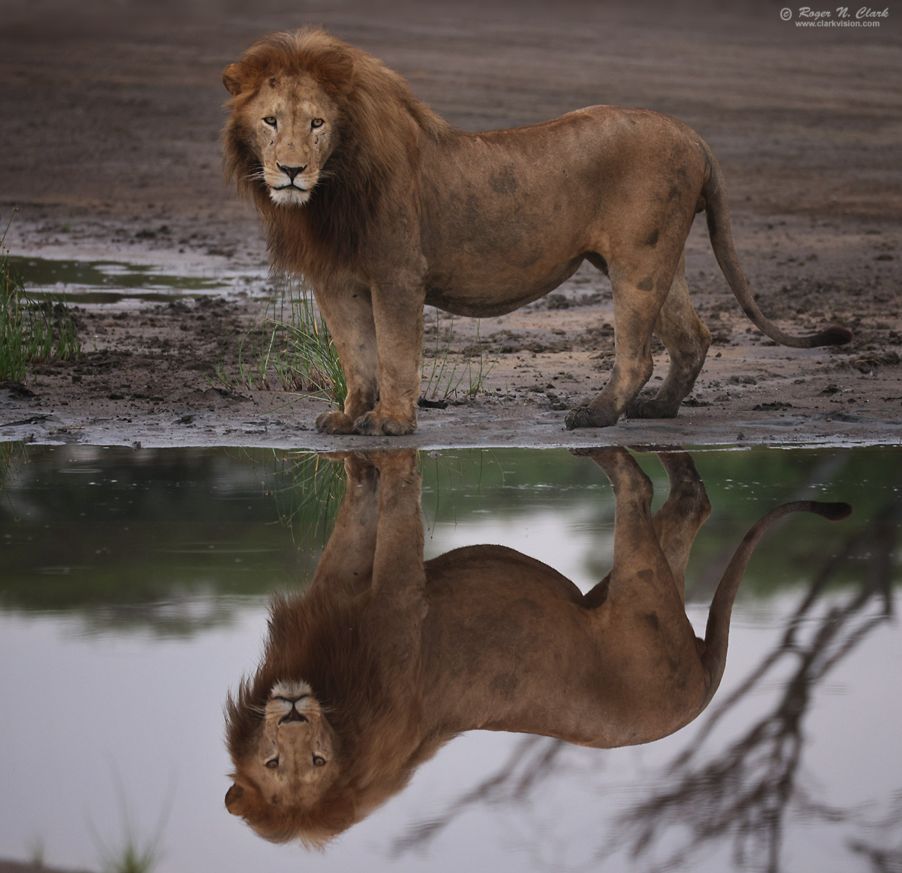 image male-lion-reflection-c02-19-2024-4C3A1231-c-1300s.jpg is Copyrighted by Roger N. Clark, www.clarkvision.com