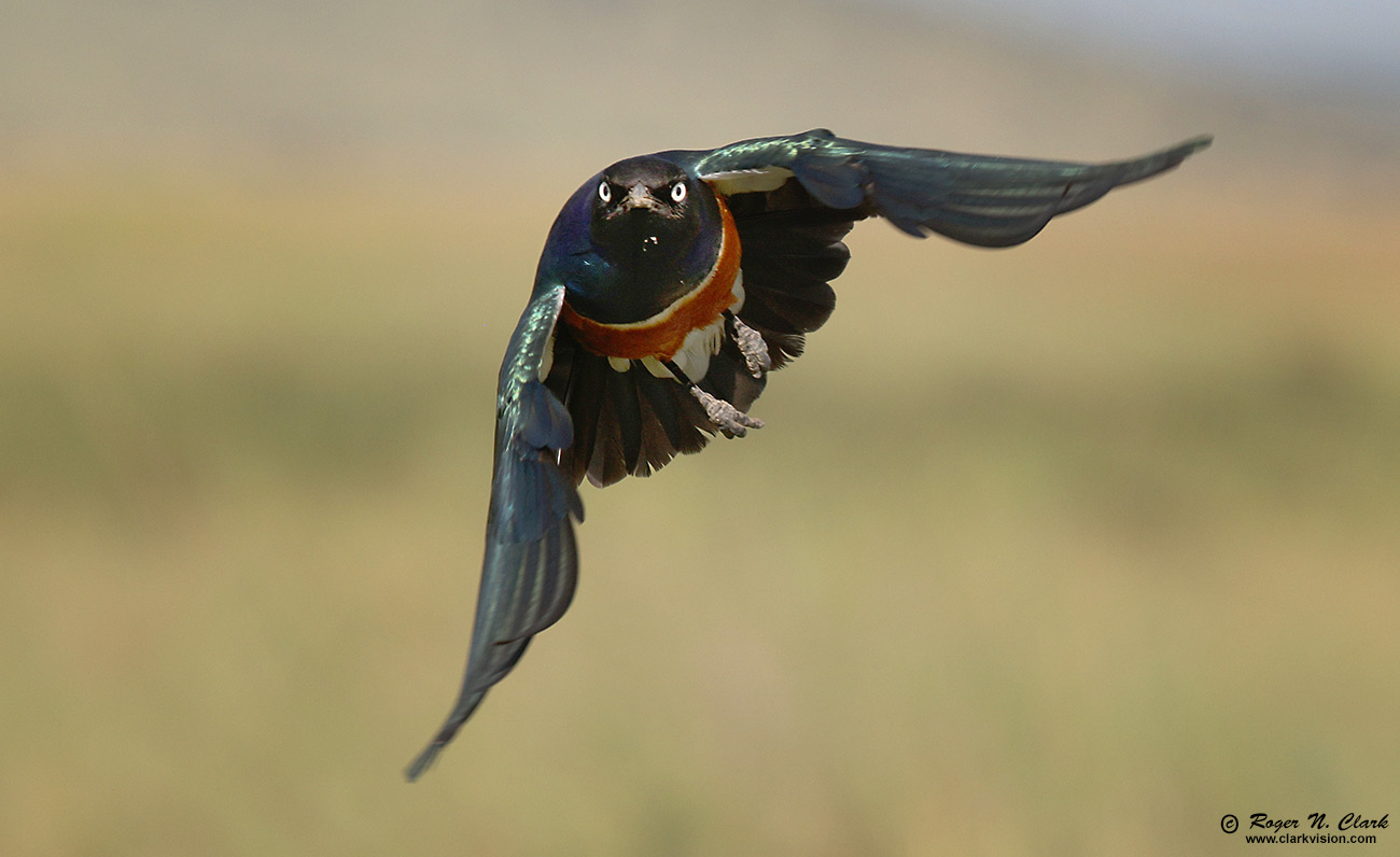 image superb-starling-in-flight-c02-23-2024-4C3A2848-c-1300s.jpg is Copyrighted by Roger N. Clark, www.clarkvision.com