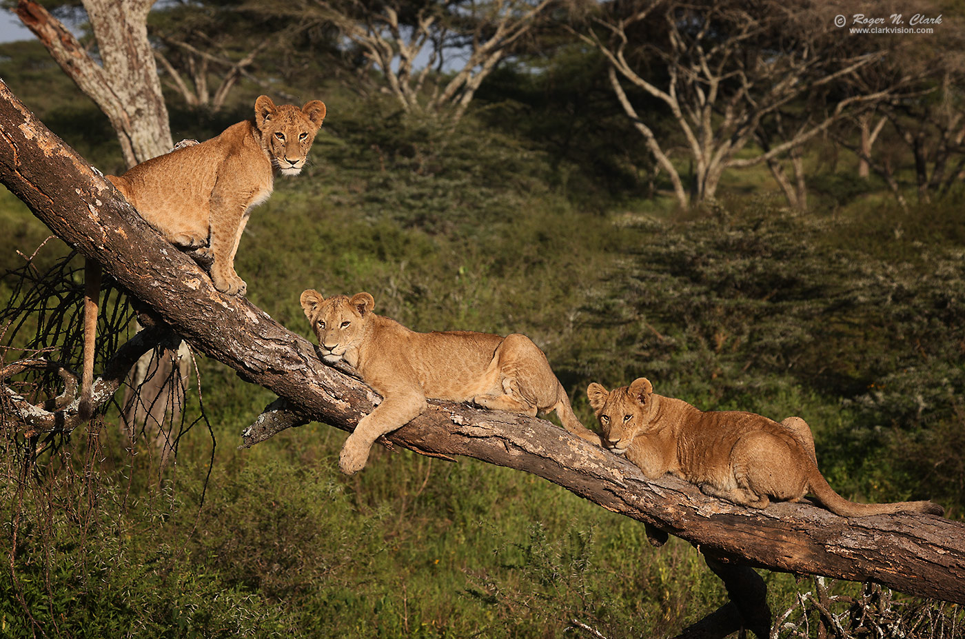 image three-lions-in-a-tree-c02-17-2024-4C3A0791-b-1400s.jpg is Copyrighted by Roger N. Clark, www.clarkvision.com