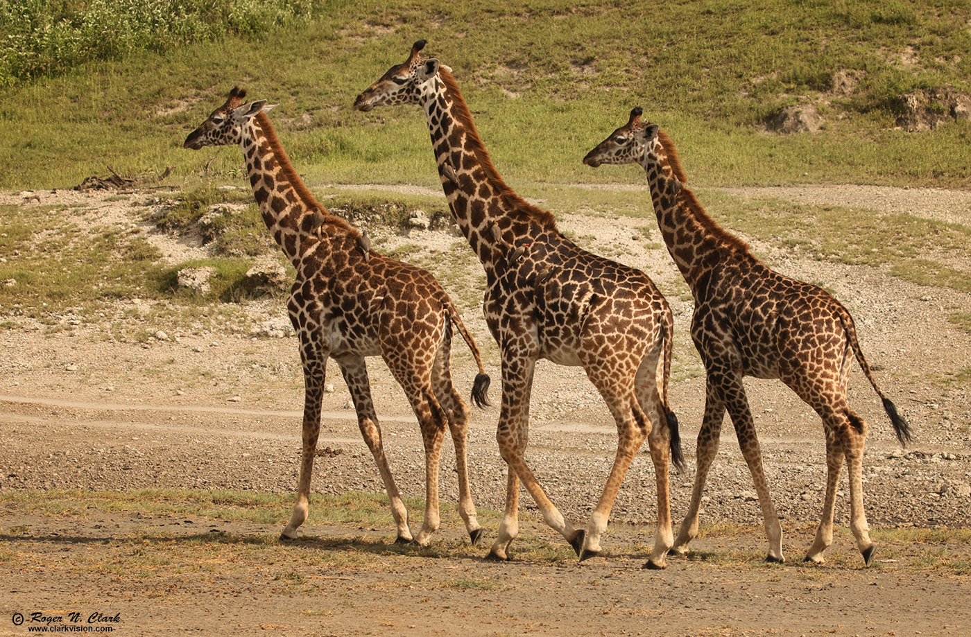 image young-giraffes-0U3A0391-c-1400s.jpg is Copyrighted by Roger N. Clark, www.clarkvision.com