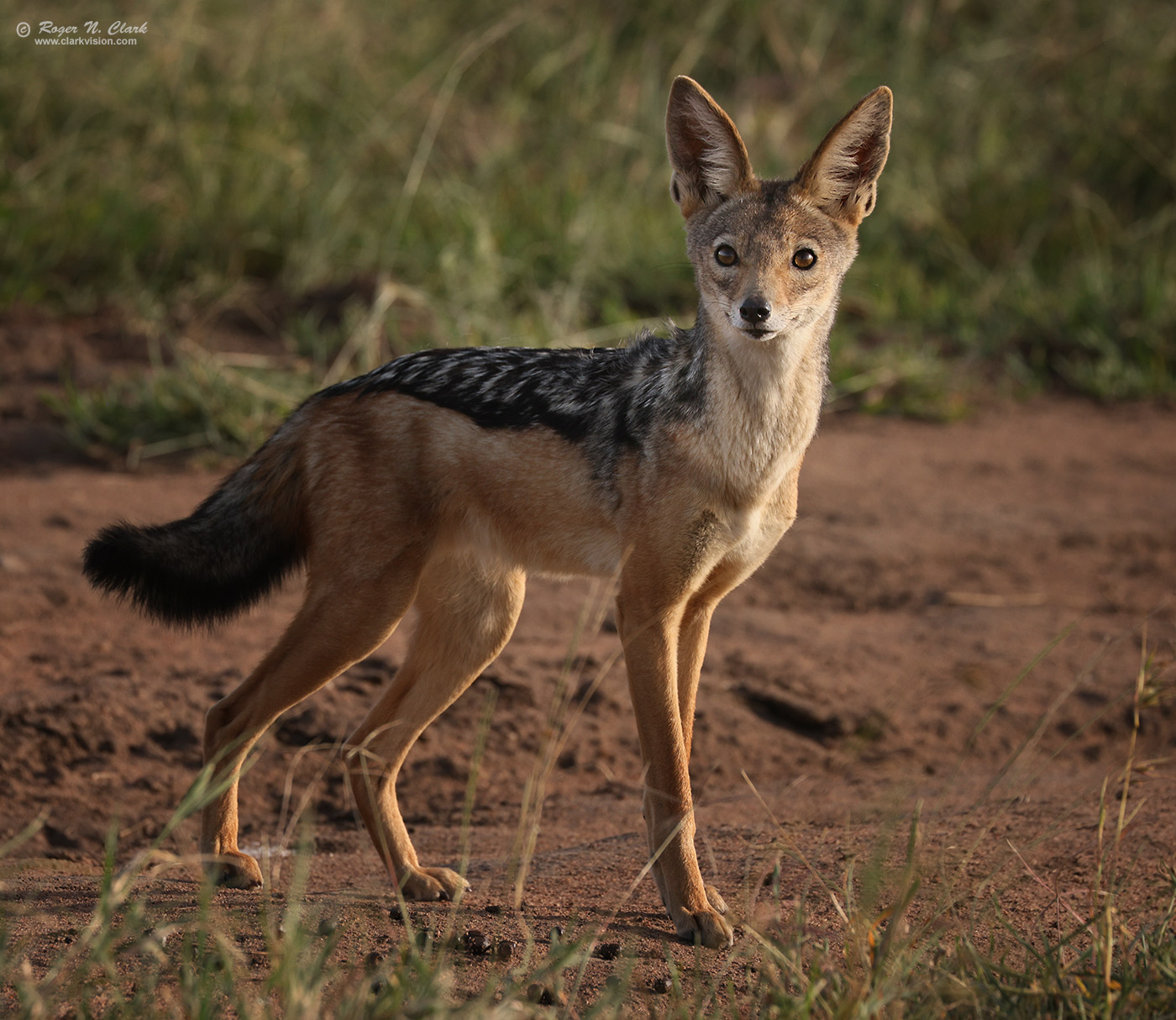 image young-jackal-c02-23-2024-4C3A3064-b-1400s.jpg is Copyrighted by Roger N. Clark, www.clarkvision.com